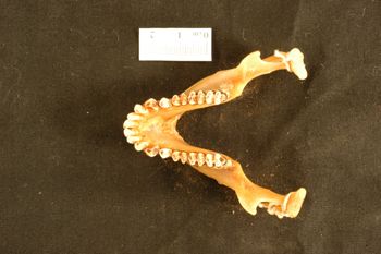 Media type: image;   Mammalogy 22735